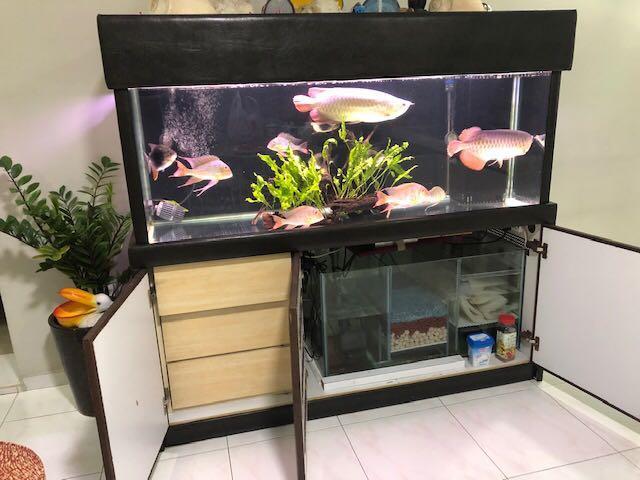 5ft tropical fish tank