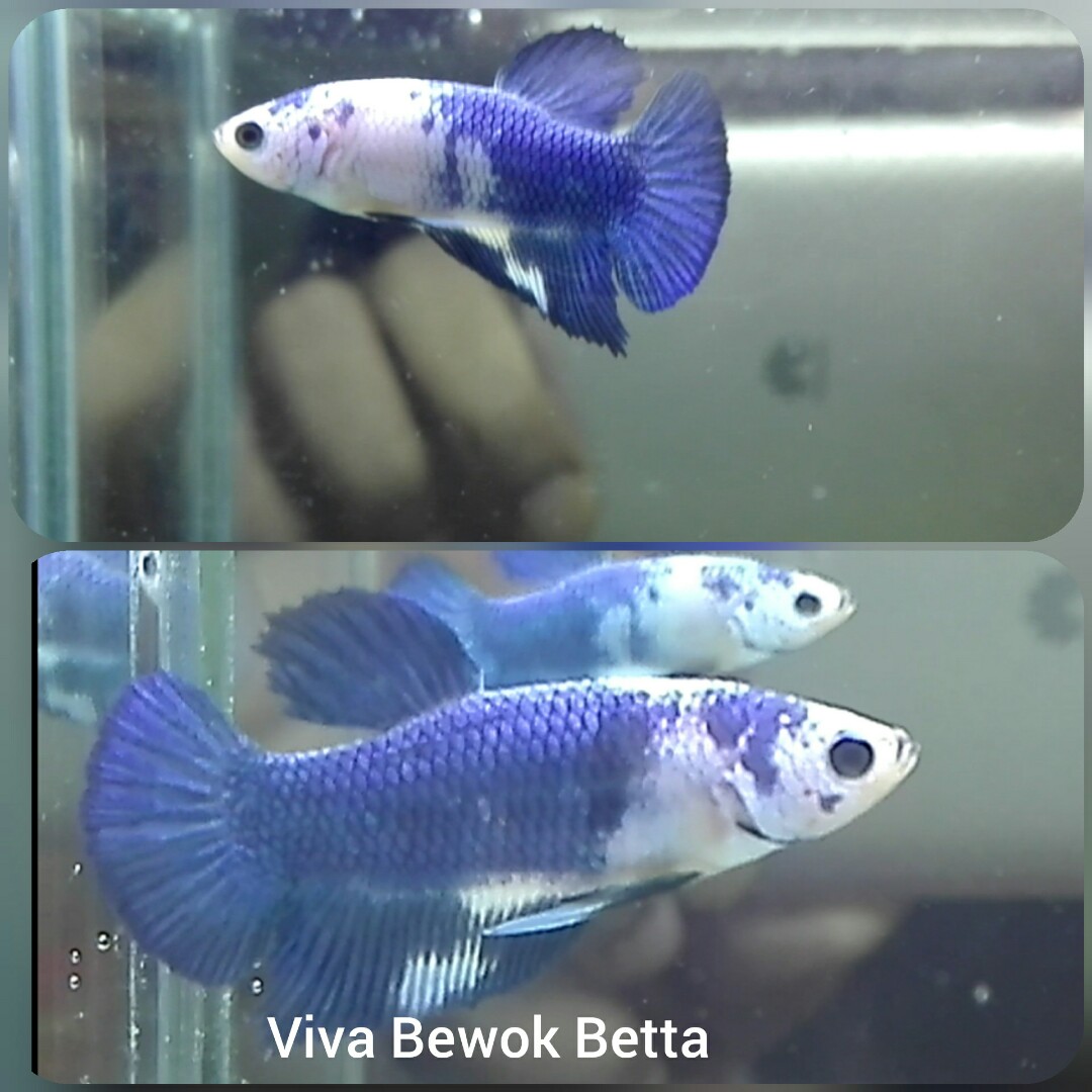 Ikan Cupang Hias Marble Line Blue Rim Perlengkapan Hewan Aksesoris Hewan Di Carousell