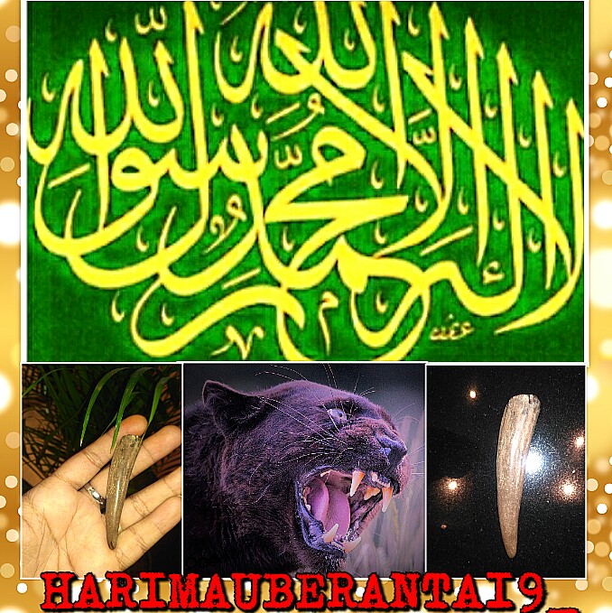 Taring Harimau Kumbang Mati Berangan Jadi Batu Hyper Rare Hanya Untuk Yang Benar Serius Sahaja Hobbies Toys Memorabilia Collectibles Religious Items On Carousell