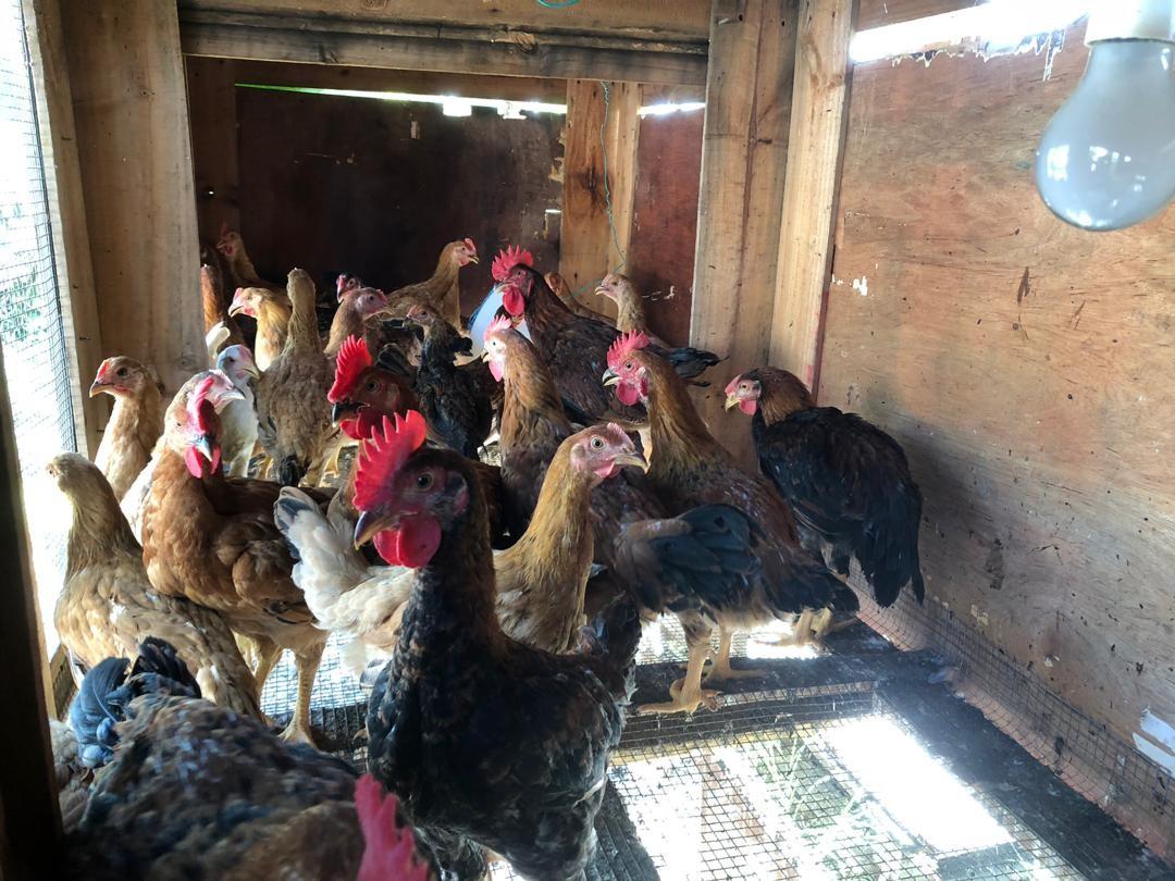 Ayam Kampung Ori Food Drinks Instant Food On Carousell