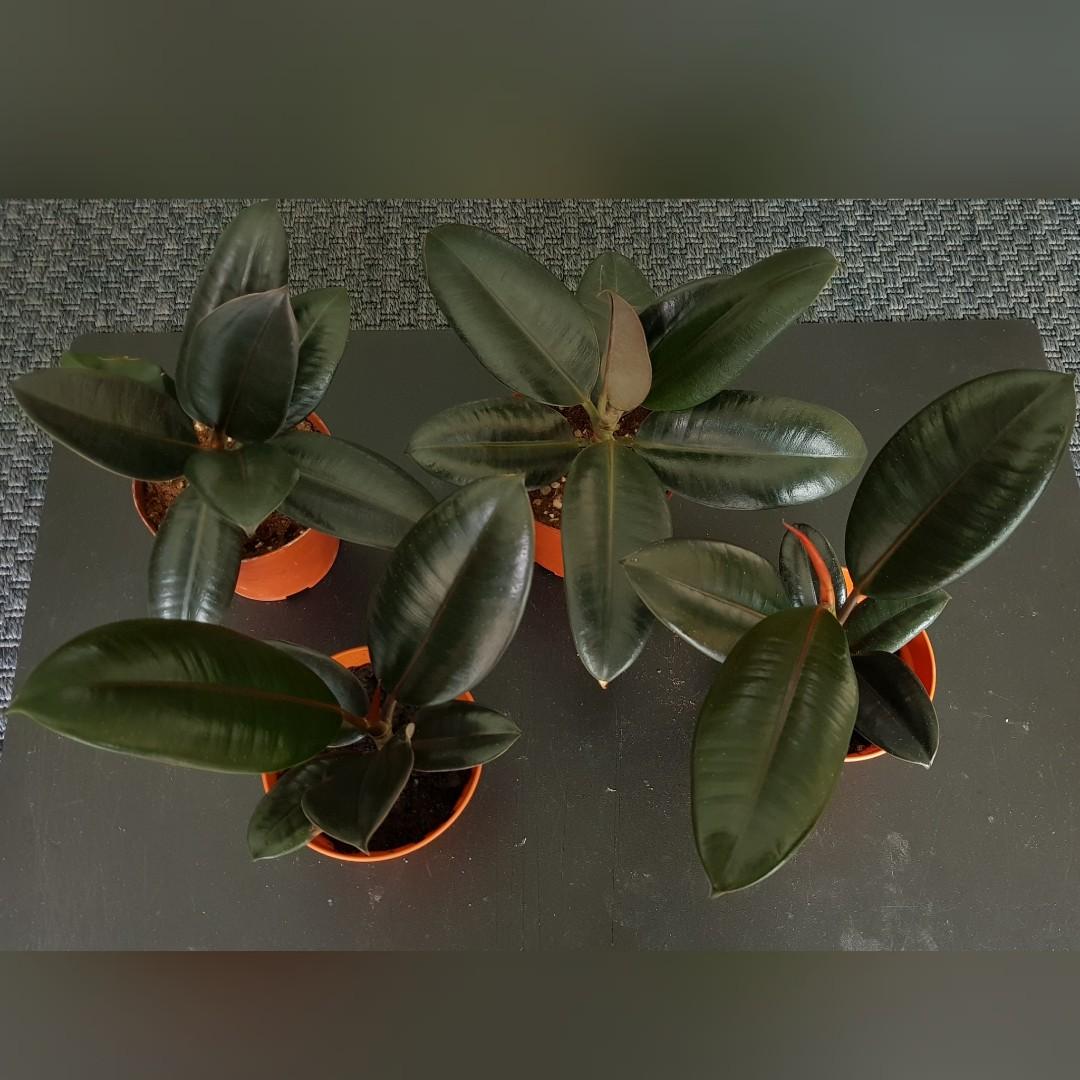 Dwarf Ficus Elastica Black Prince Bonsai Rubber Tree Gardening Plants On Carousell