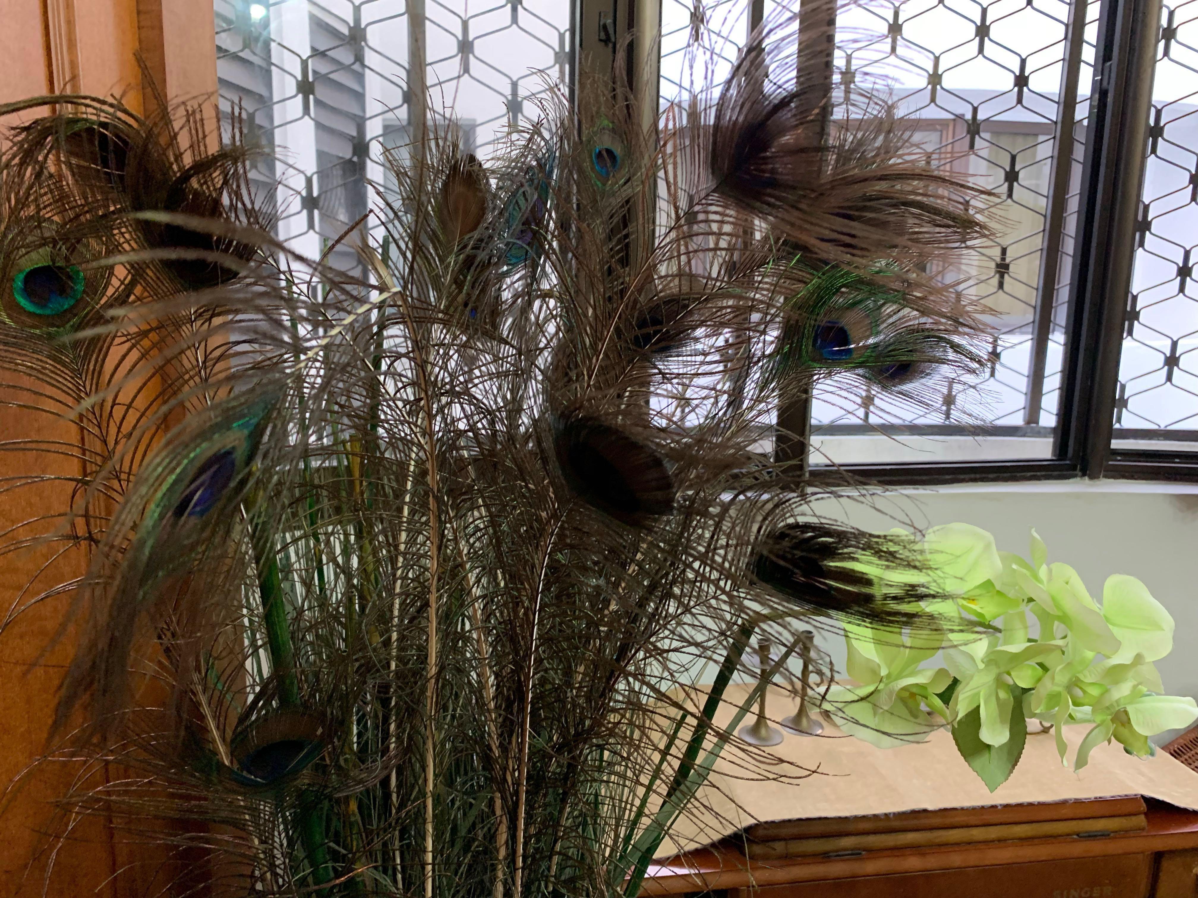 Peacock Feathers Decorative Arrangement With Tall Glass Vase