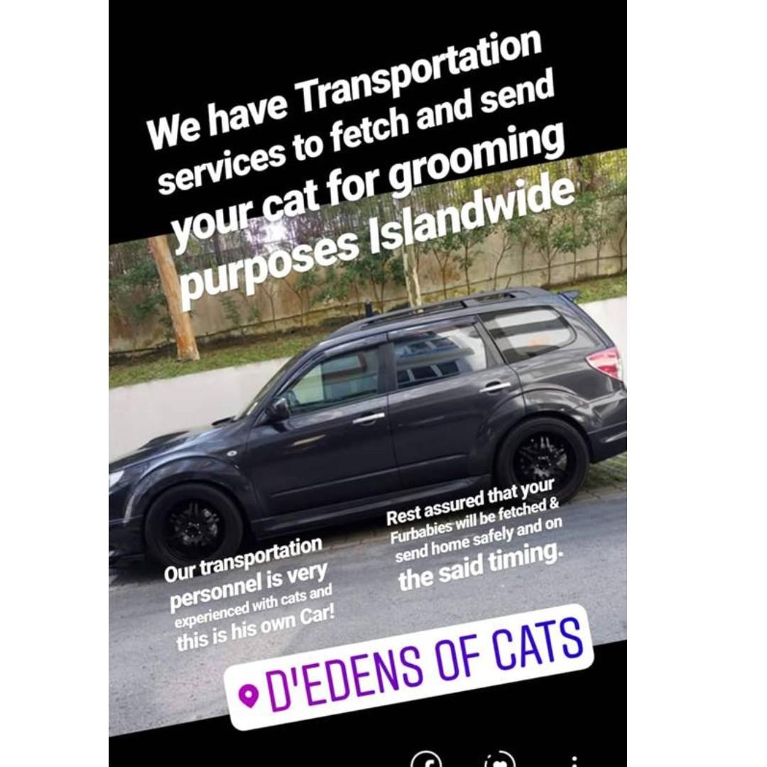 Pet Taxi Island Wide Pet Chauffeuring Collaboration With D Edens