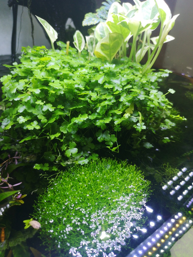 Aquatic plant Hydrocotyle Tripartita, Furniture &amp; Home