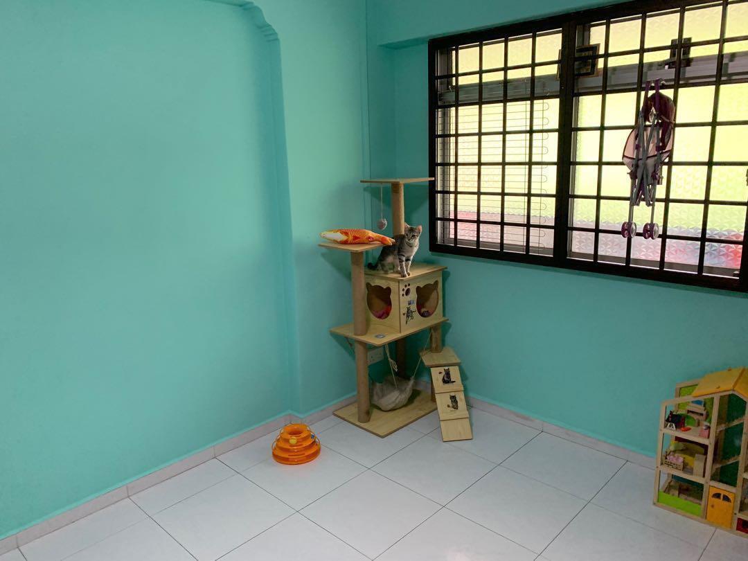 Cat Boarding East Pet Supplies For Cats Health Grooming On