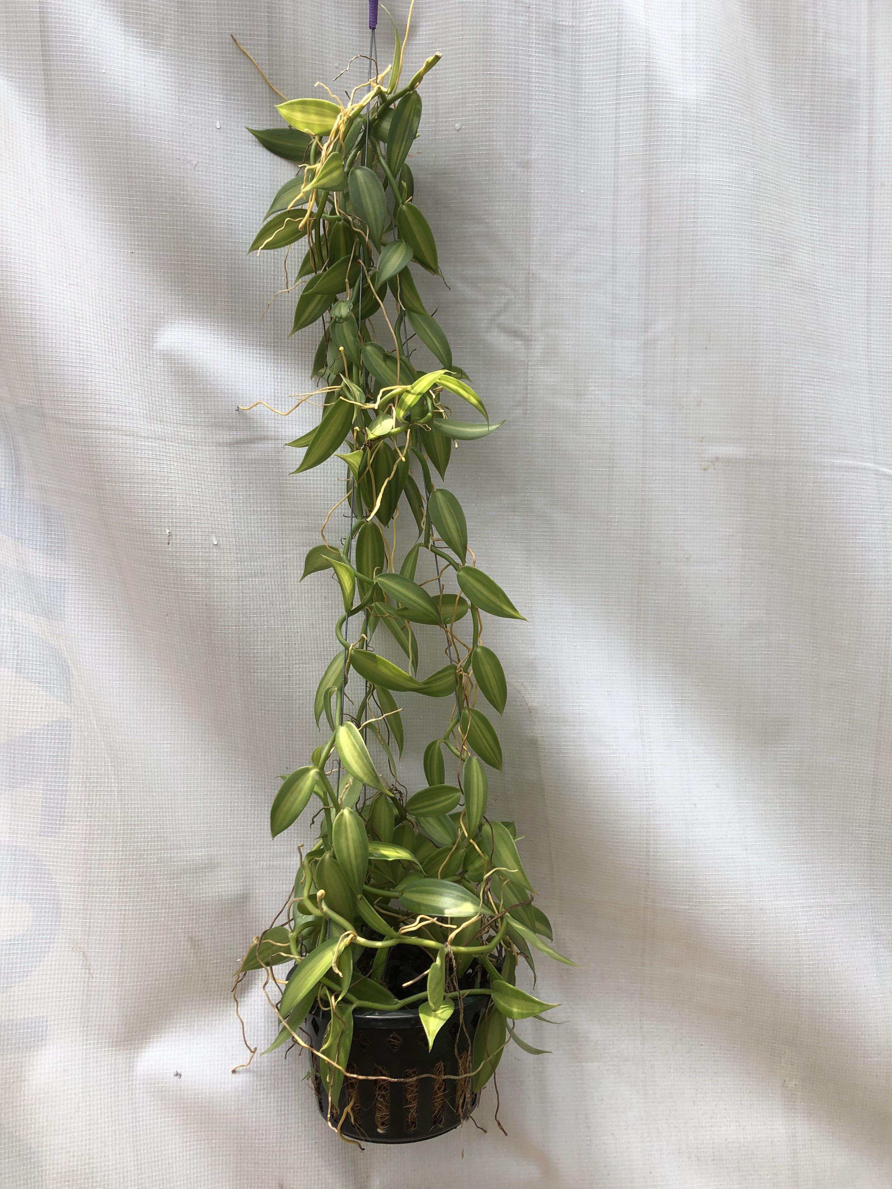 Variegated Vanilla Orchid Gardening Plants On Carousell
