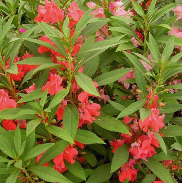Balsam Impatiens Balsamina 指甲花 凤仙花 金凤花 Gardening Plants On Carousell Balsam Impatiens Balsamina 指甲花 凤仙花 金凤花 Gardening Plants On Carousell
