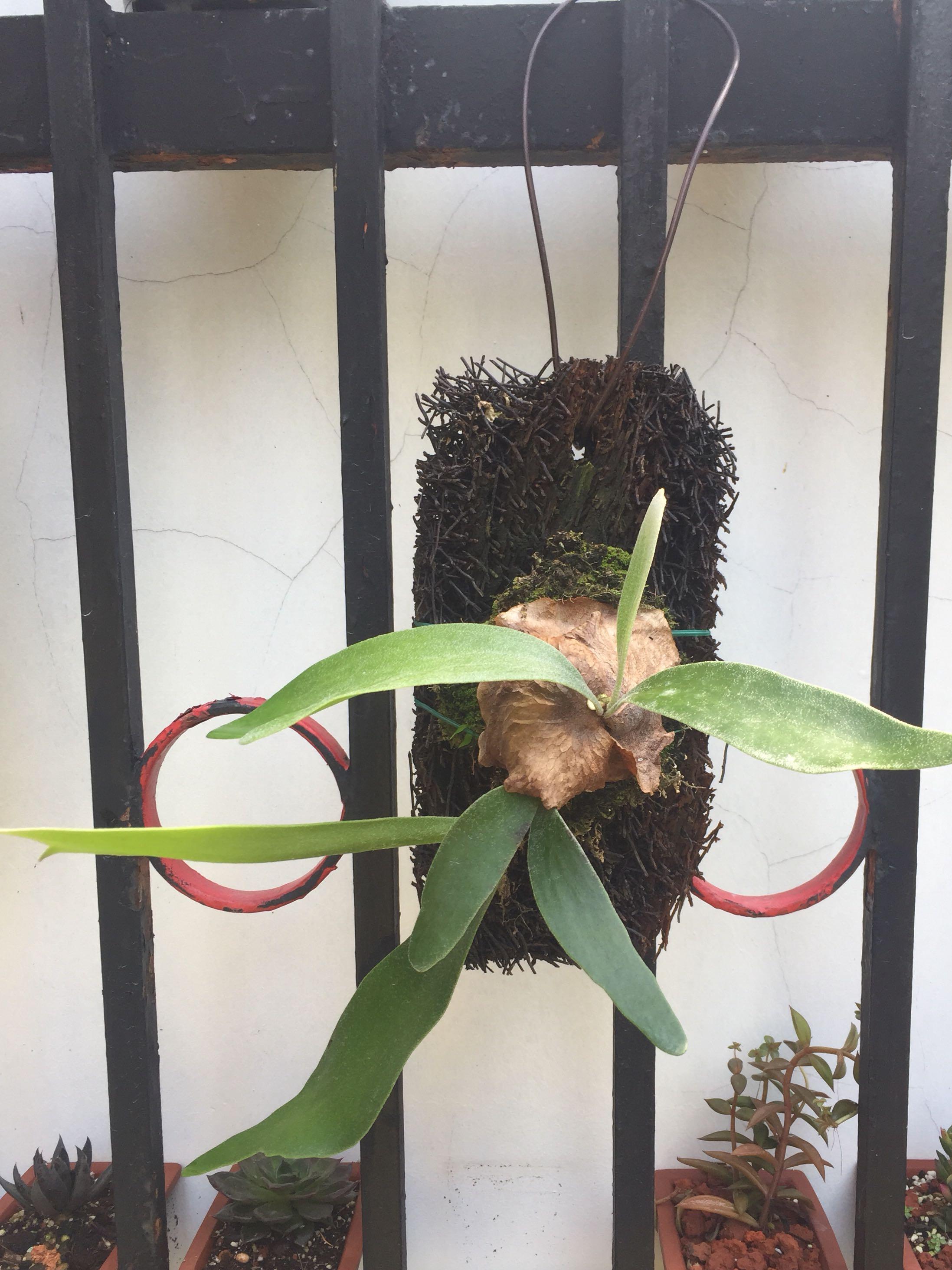 Platycerium Donkey Dwarf Bifurcatum Staghorn Fern Ferns Gardening Plants On Carousell