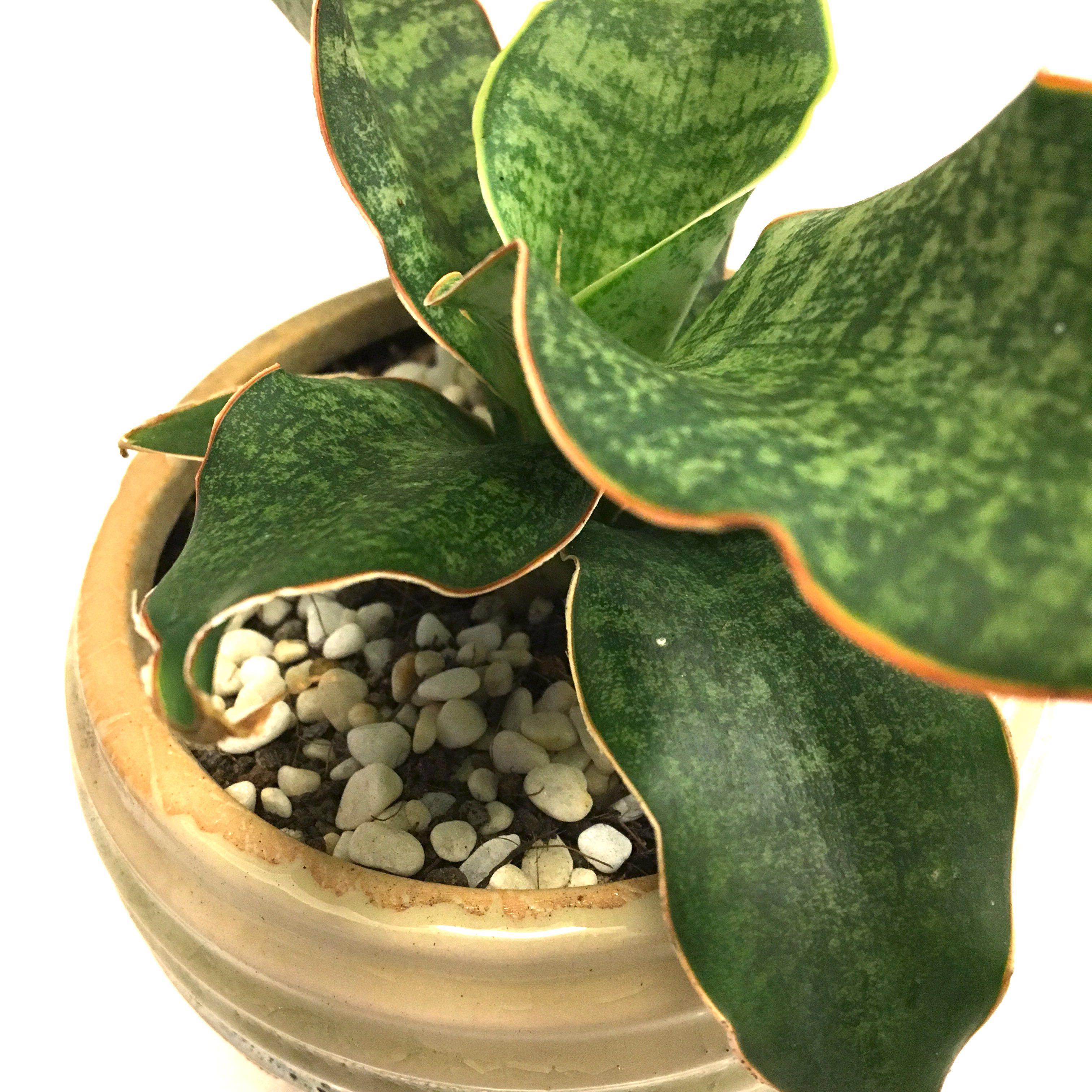 Succulent Sansevieria Kirkii Silver Blue Furniture Home Living Gardening Plants Seeds On Carousell