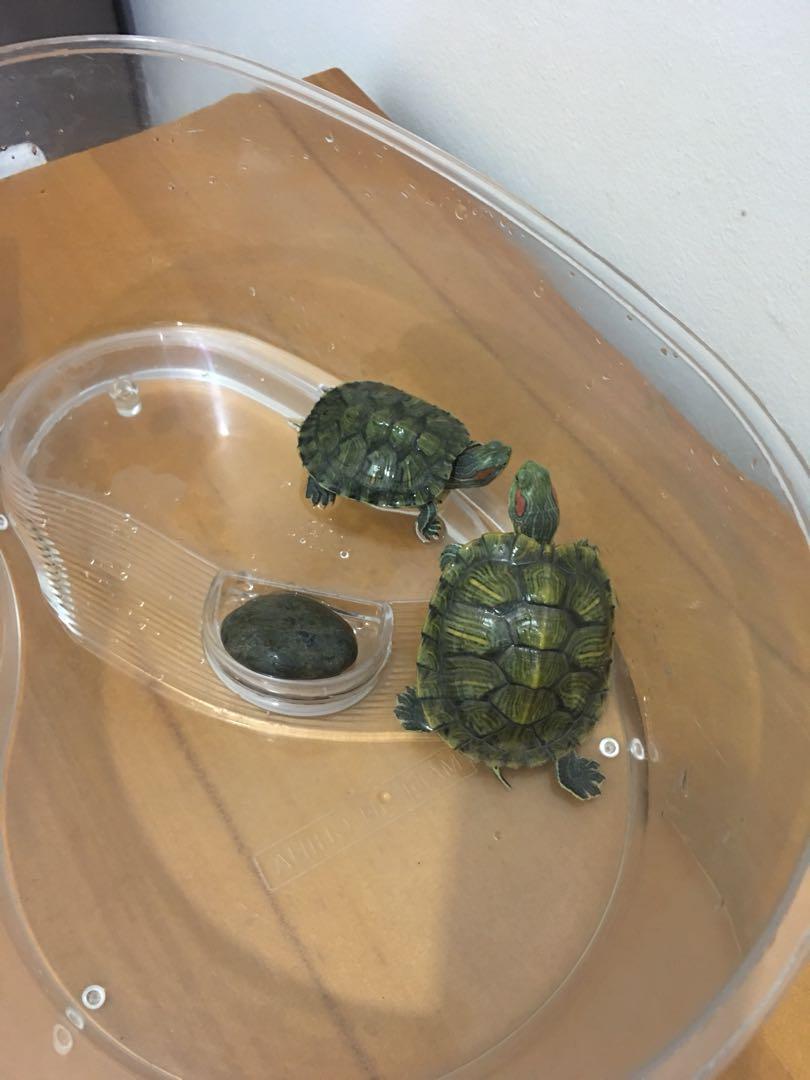 Giving away turtles to a good home, Pet Supplies, Homes & Other Pet