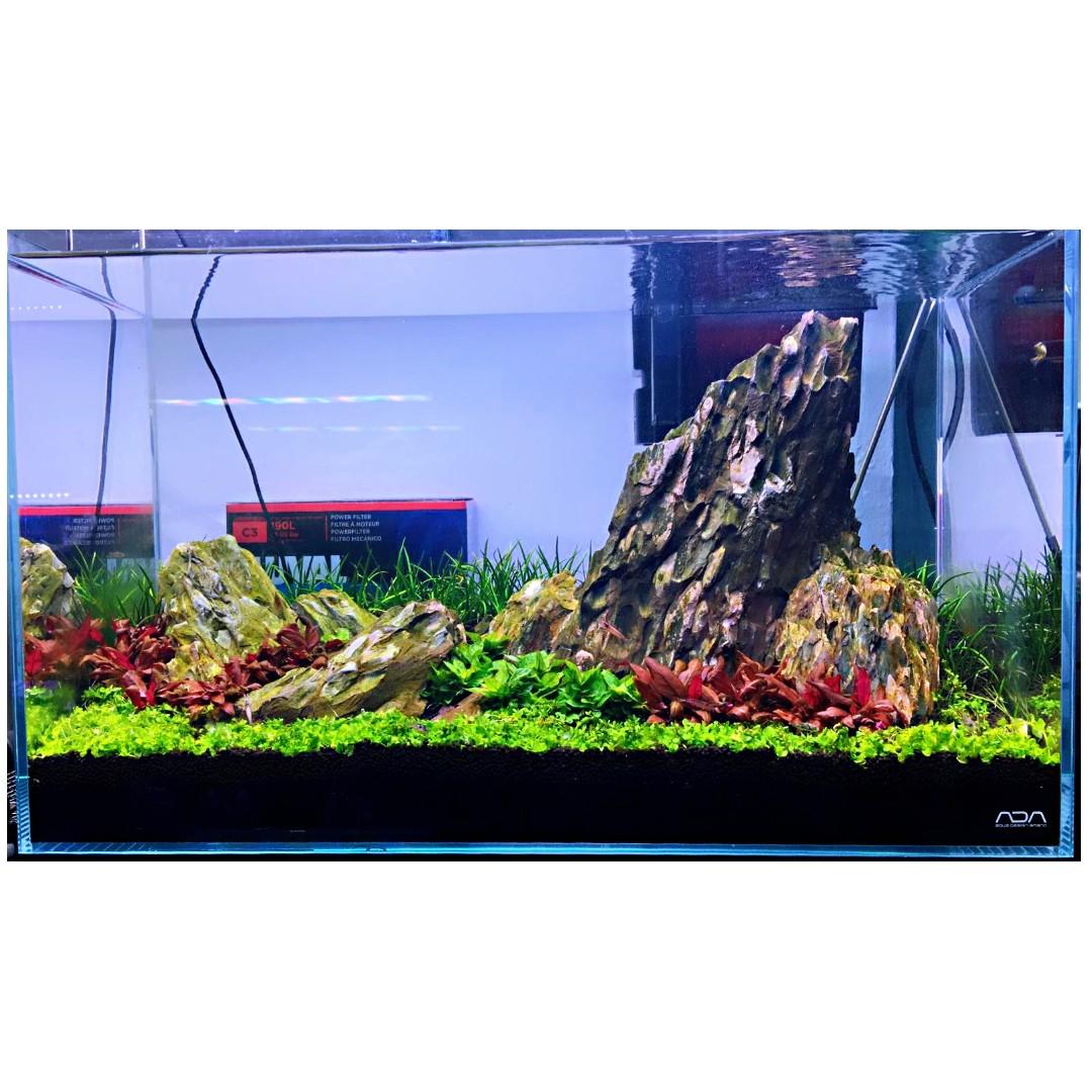 Aquascape Ideas Aquascaping Plants For Sale