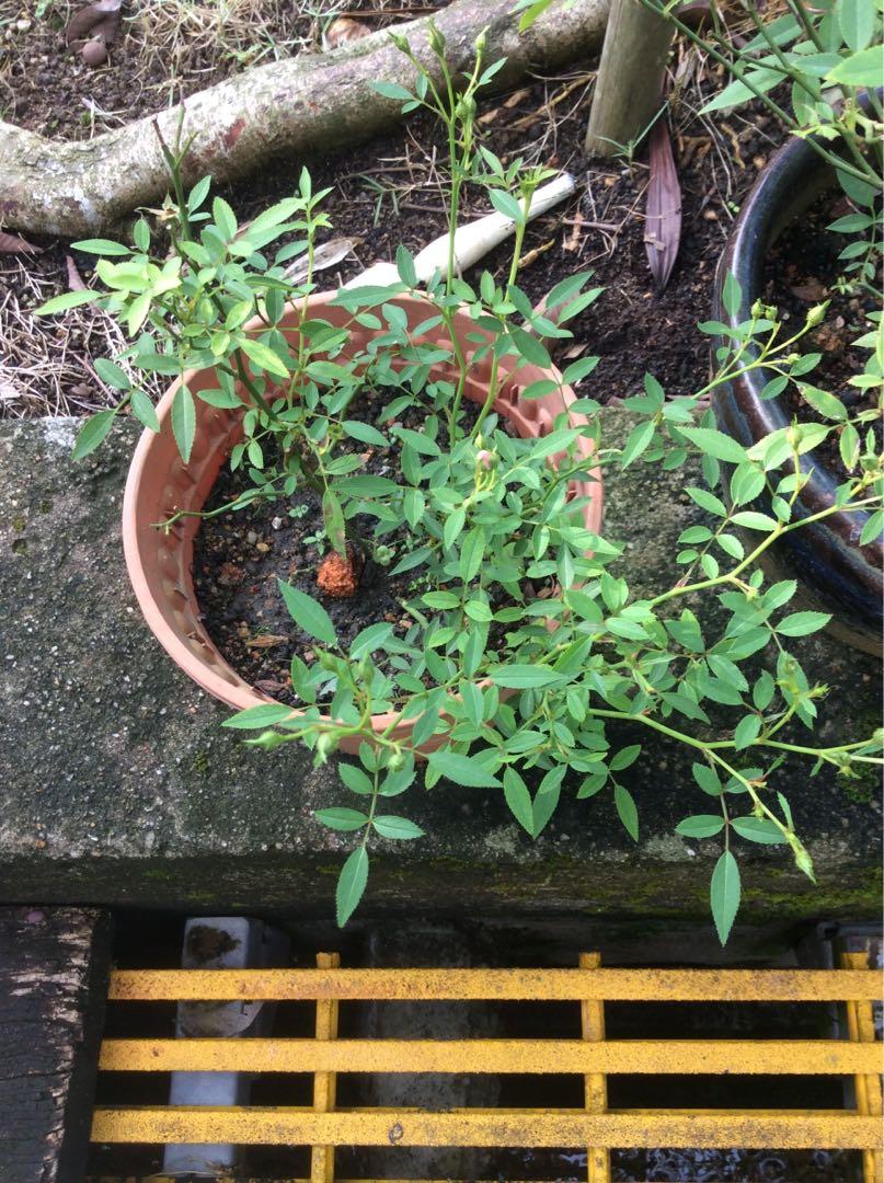 Pokok Ros Jenis Bunga Kecil Dan Banyak Cantik Dan Tahan Panas Rajin Bunga Home Furniture Gardening On Carousell