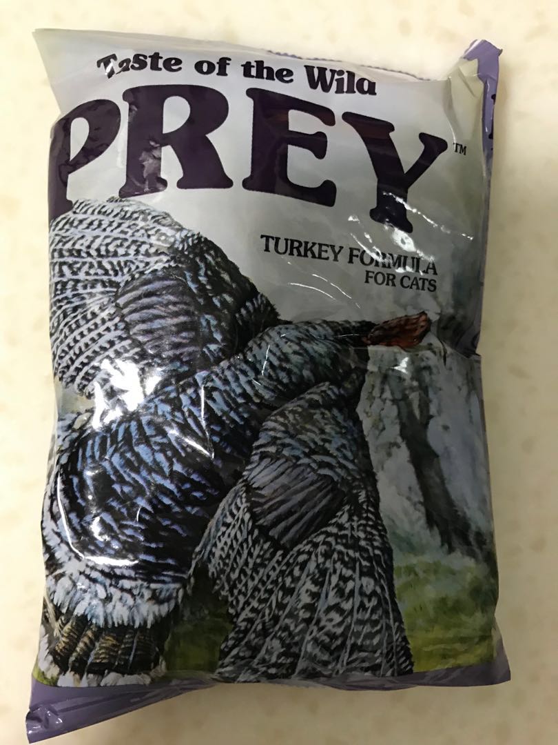 harness training a cat