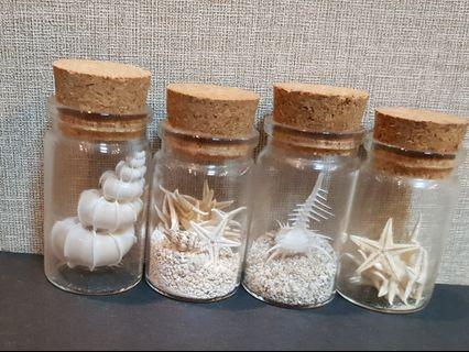 星沙貝殼海星