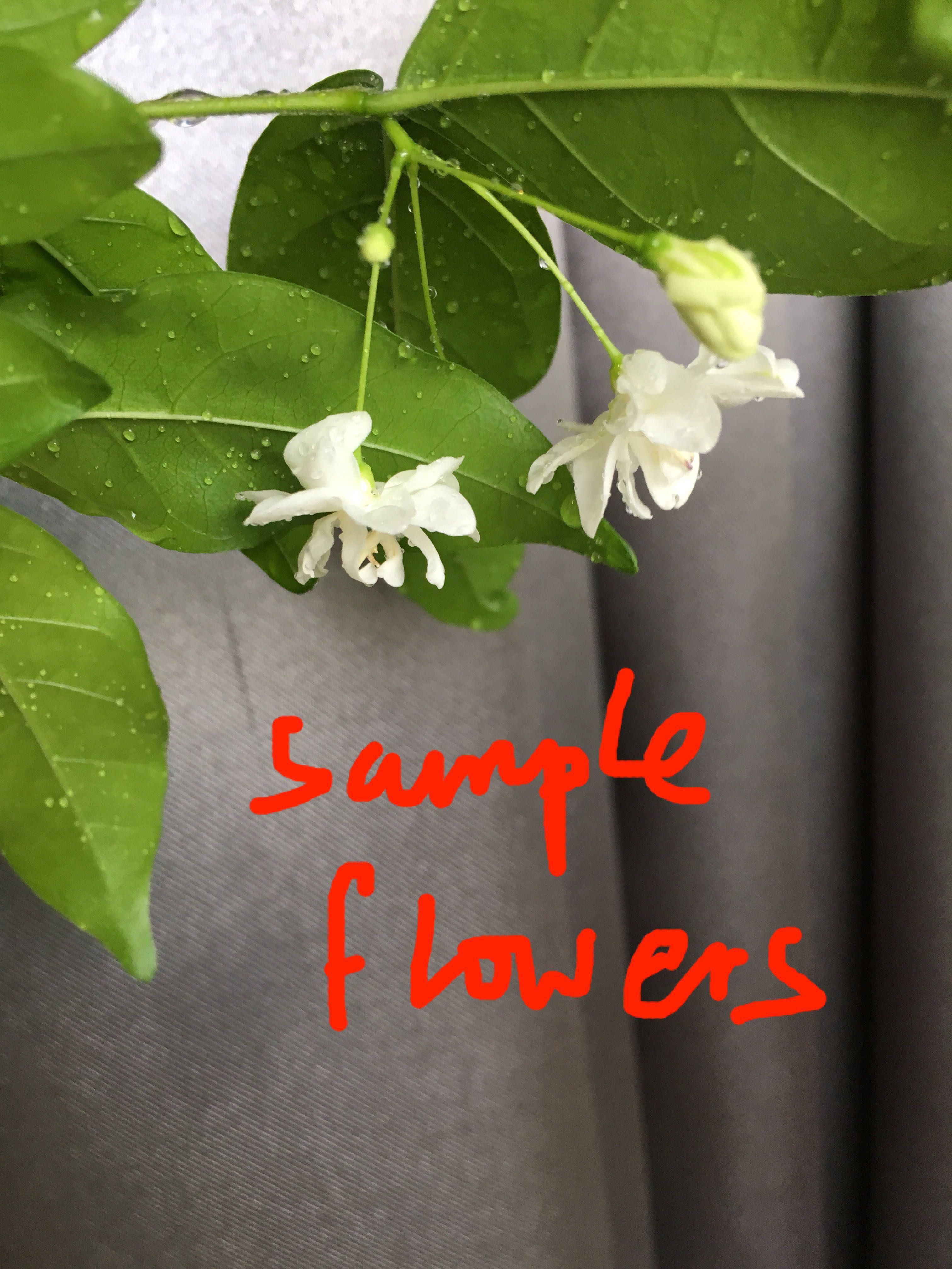 Double Petal Shui Mei Wrightia Religiosa Gardening Plants On Carousell