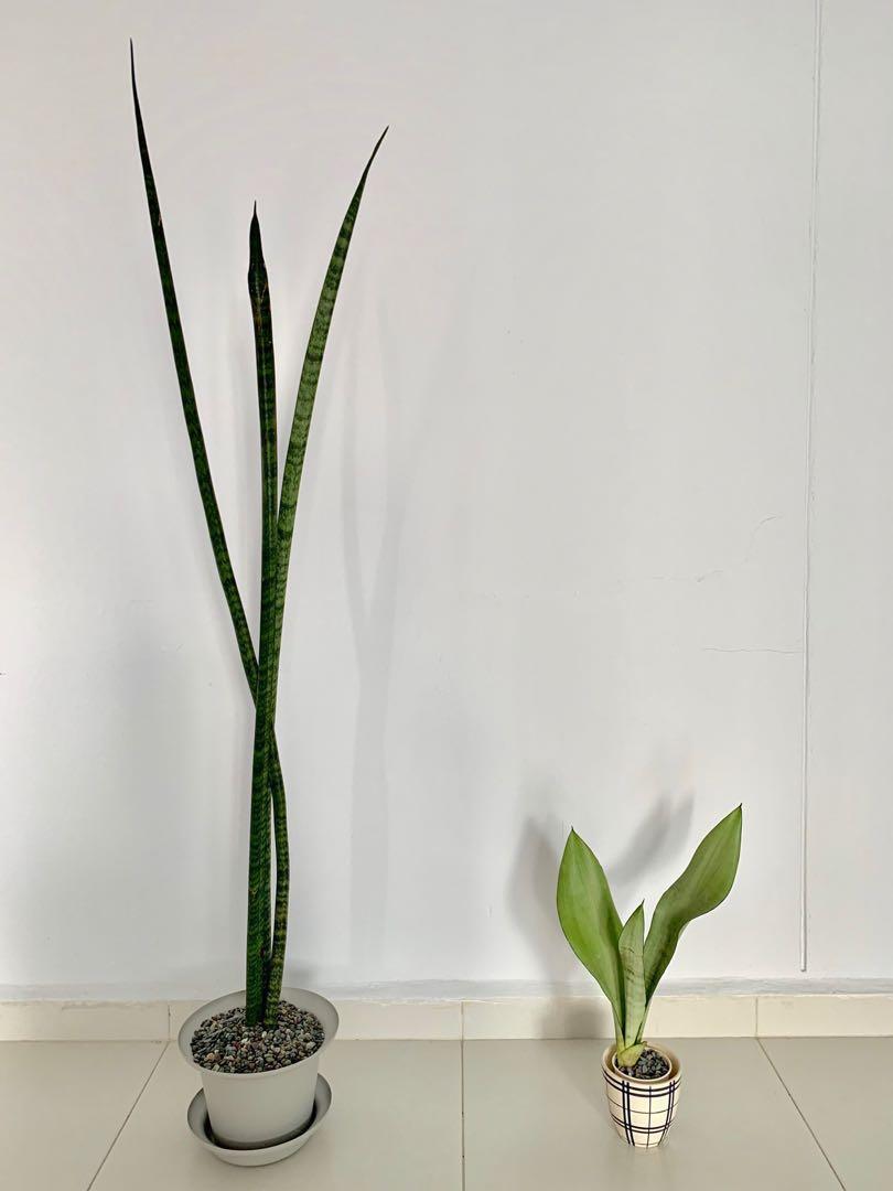 Sexy Tall Slim Mtodel For Your Minimalist Scandinavian Home 120cm Incl Pot 14cm Sansevieria Trifasciata Slimmerette Ikea Omtanksam Plant Pot With Saucer Light Grey 14 Cm Gardening Plants On Carousell