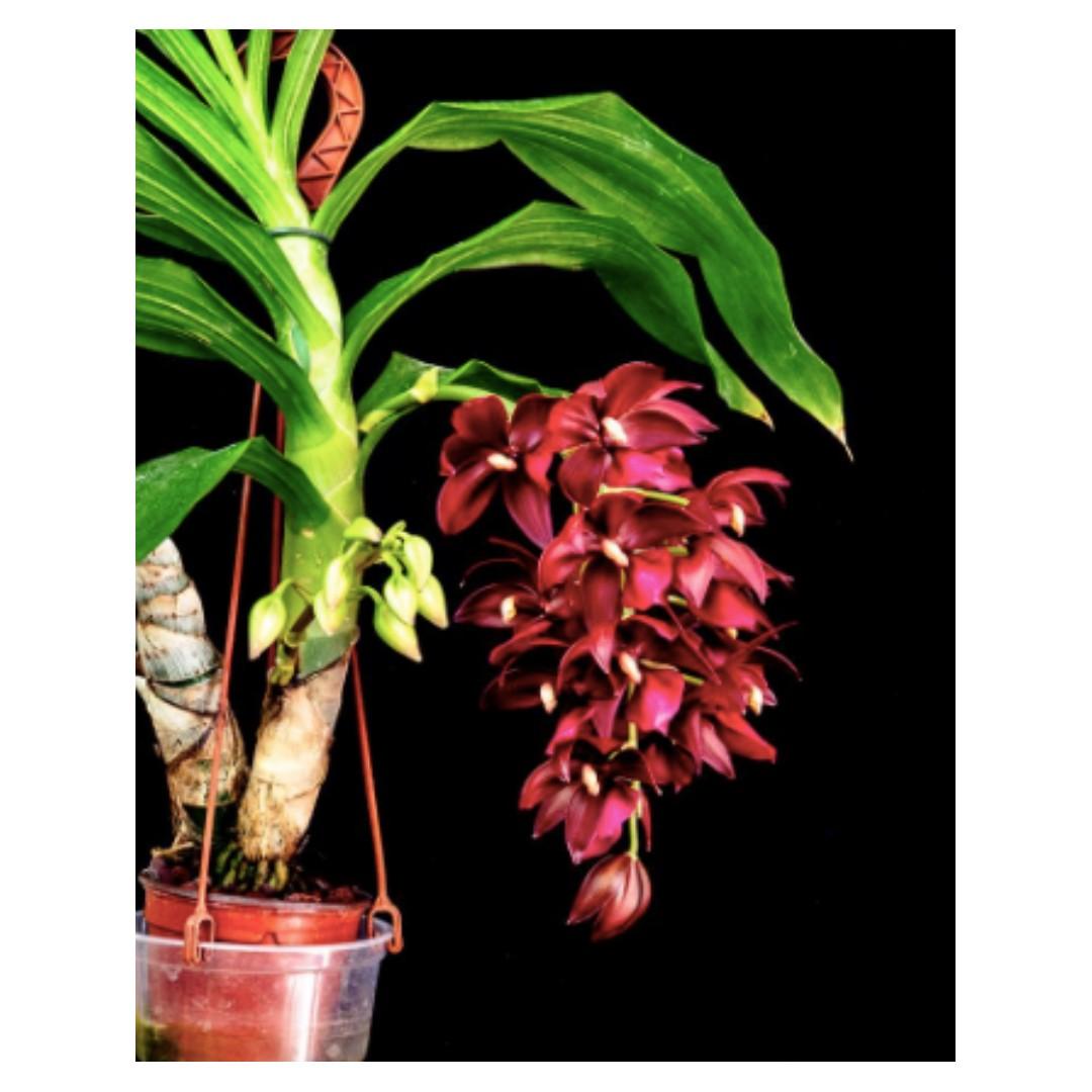 Cycnodes Wine Delight Orchid (Fragrant + Blooming size), Gardening