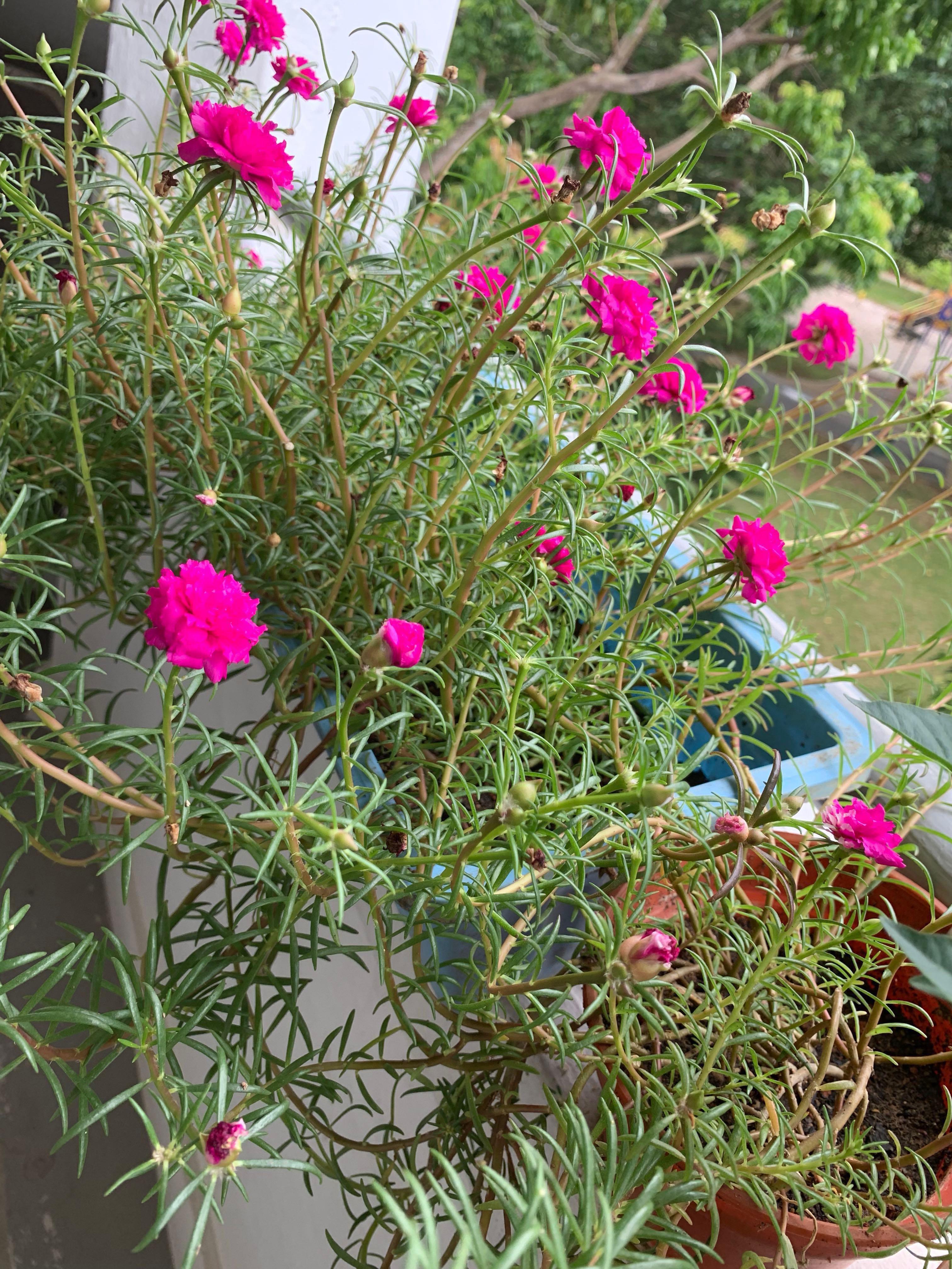 Hot Selling Pots Of Japanese Moss Rose Portulaca Grandiflora Gardening Plants On Carousell