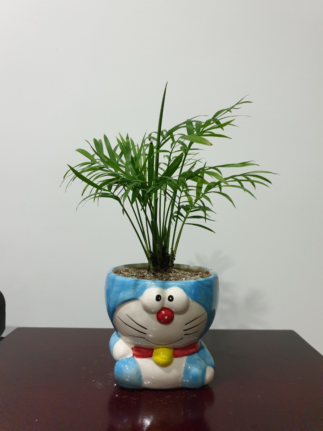 Java Palm Plant (Small), Furniture & Home Living, Gardening, Plants ...