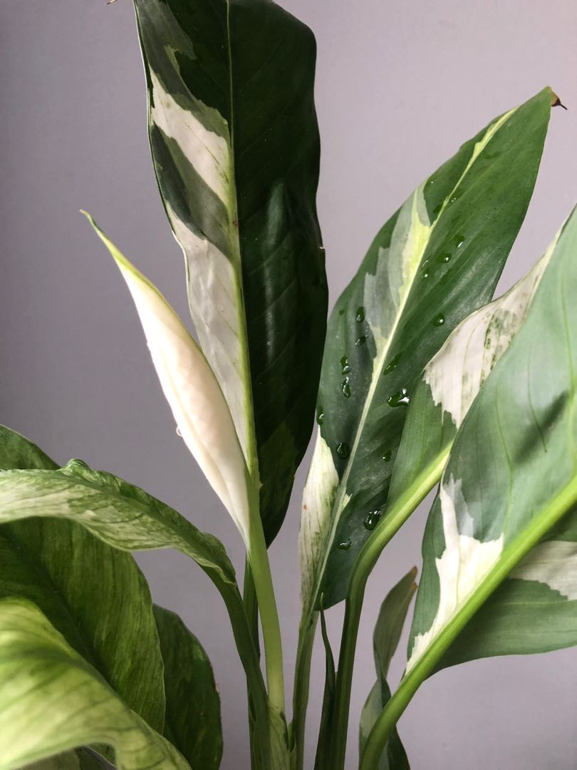 Peace lily â€˜Dominoâ€™ variegated - Spathiphyllum â€˜Dominoâ€™ var., Furniture