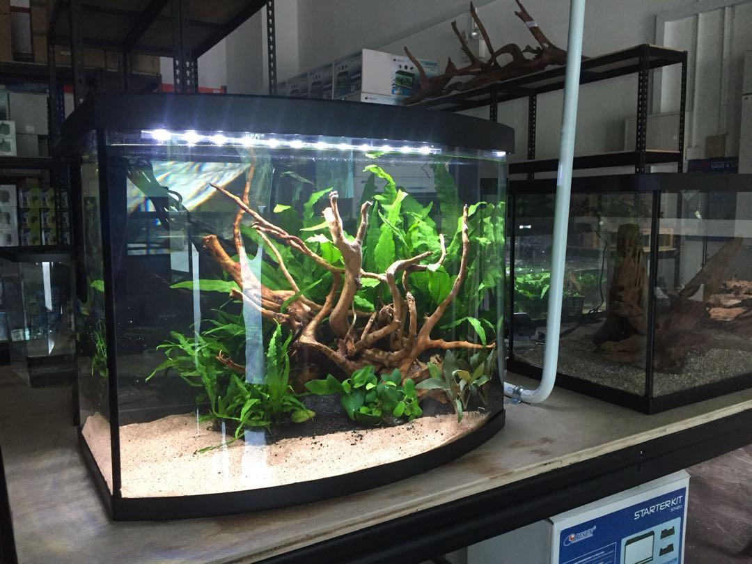 Resun OASIS Curved Aquarium Glass Fish Tank (with Filter ...