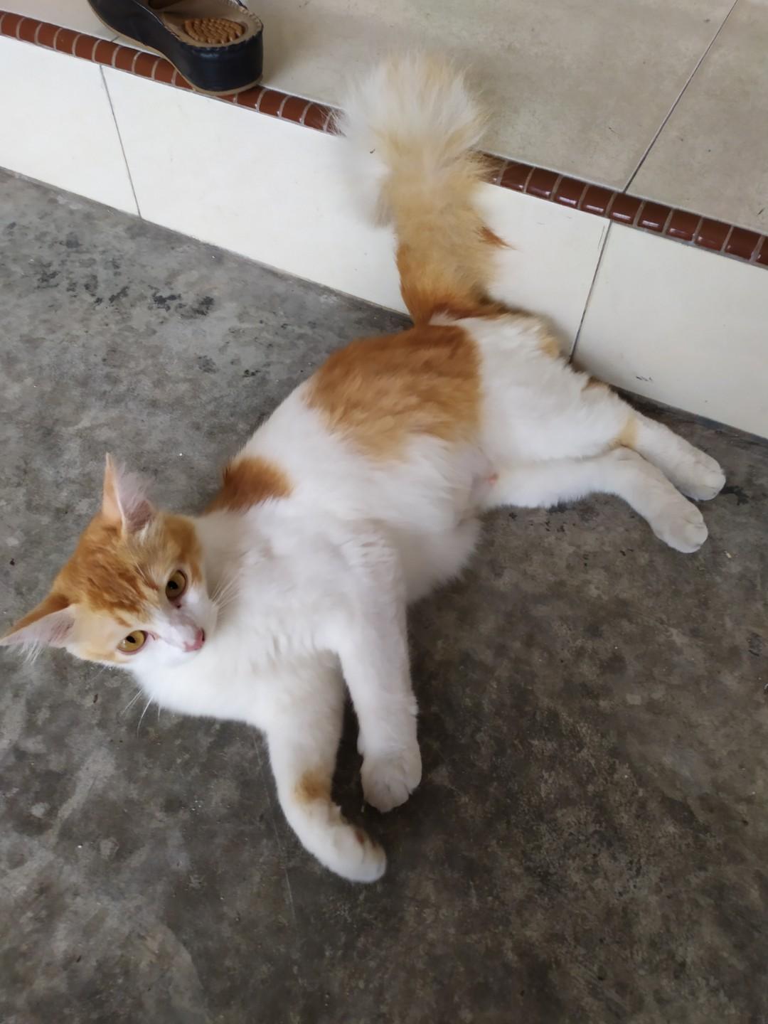 Kucing untuk diberi percuma, Pet Supplies, Pet Accessories on 