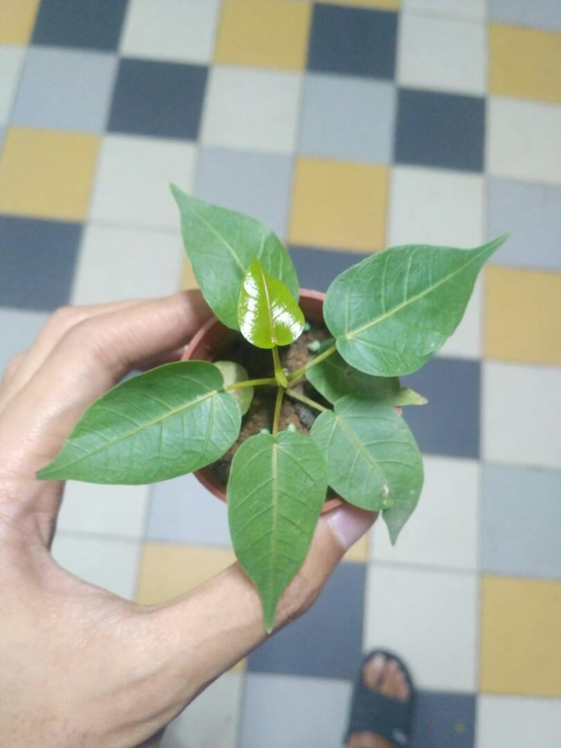 Bodhi Tree Sacred Fig Ficus Religiosa Furniture Home Living Gardening Plants Seeds On Carousell