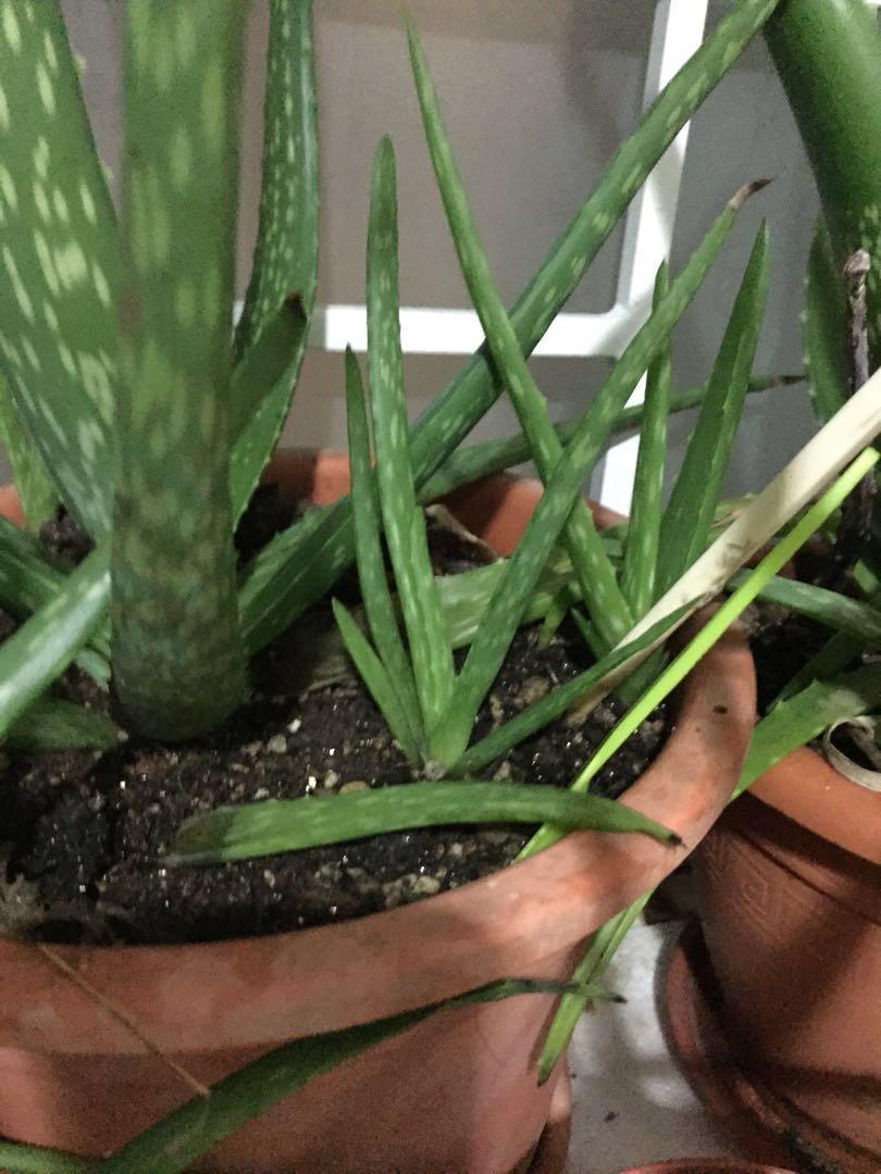 Edible Aloe Vera Plant Gardening Plants On Carousell