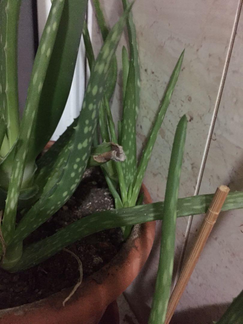 Edible Aloe Vera Plant Furniture And Home Living Gardening Plants And Seeds On Carousell 9988