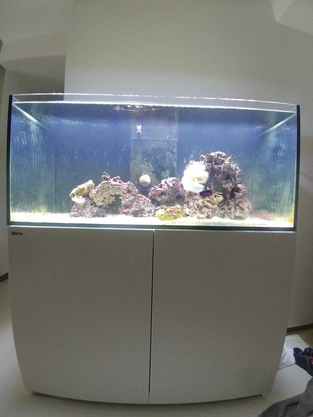 Red Sea Reefer 350 Marine Tank Pet Supplies Homes Other Pet Accessories On Carousell