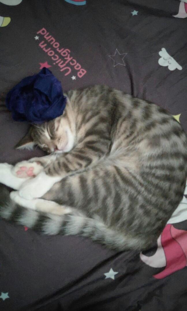 8 mth old toilet trained kitten. Comes in pair! They are brothers and