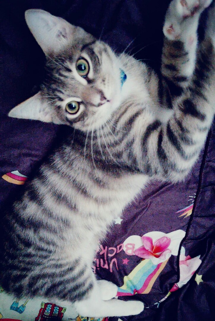 8 mth old toilet trained kitten. Comes in pair! They are brothers and