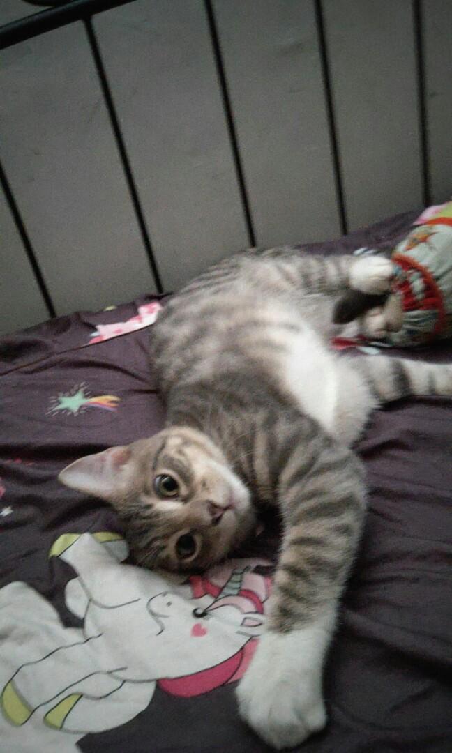 8 mth old toilet trained kitten. Comes in pair! They are brothers and