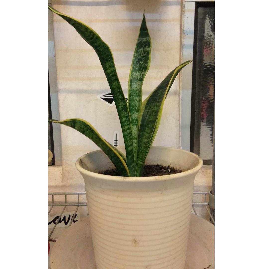 Air purifying plant Potted Snake Plant, Furniture & Home Living