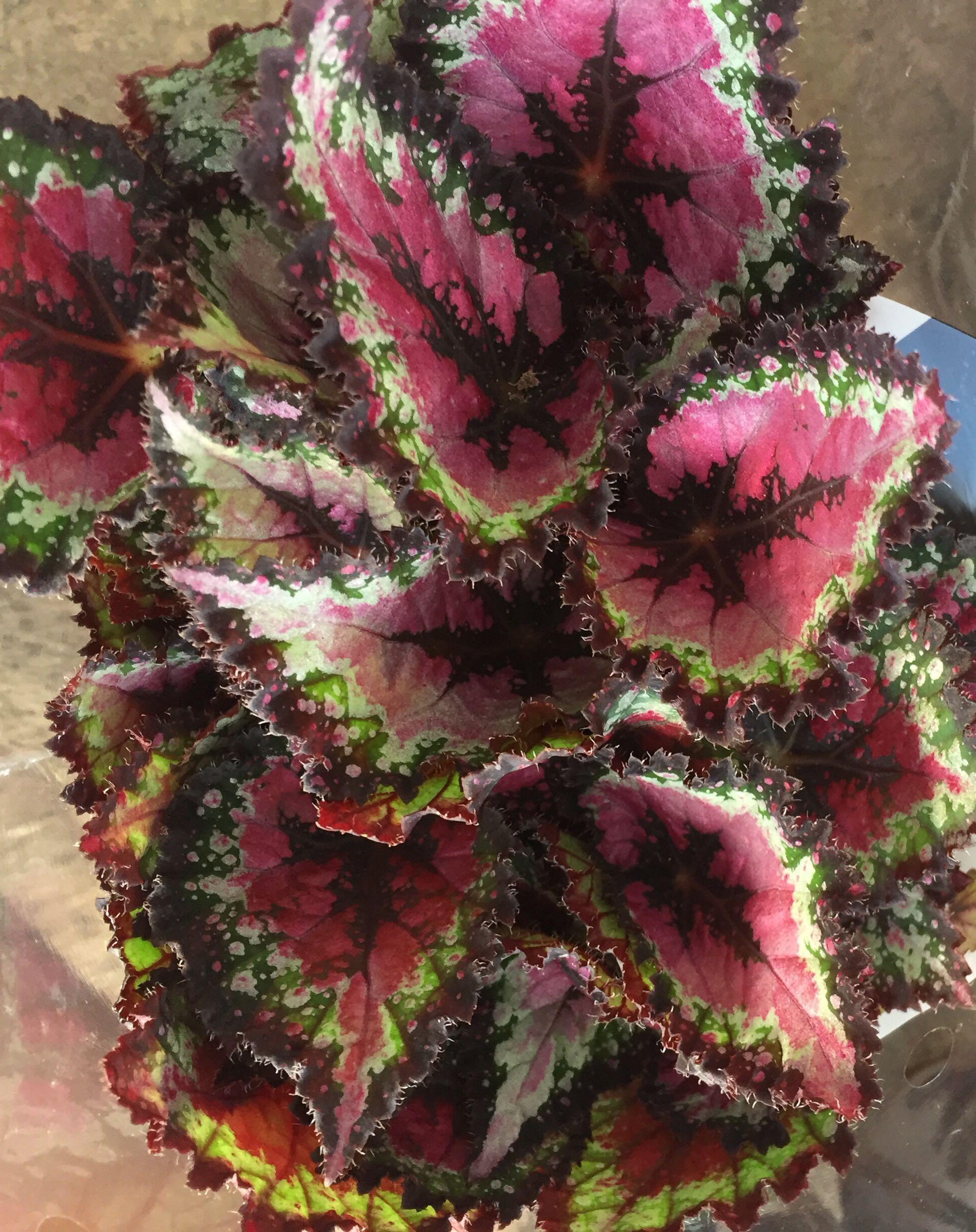 Begonia begonias Rex painted leaf, Furniture & Home Living, Gardening,  Plants & Seeds on Carousell