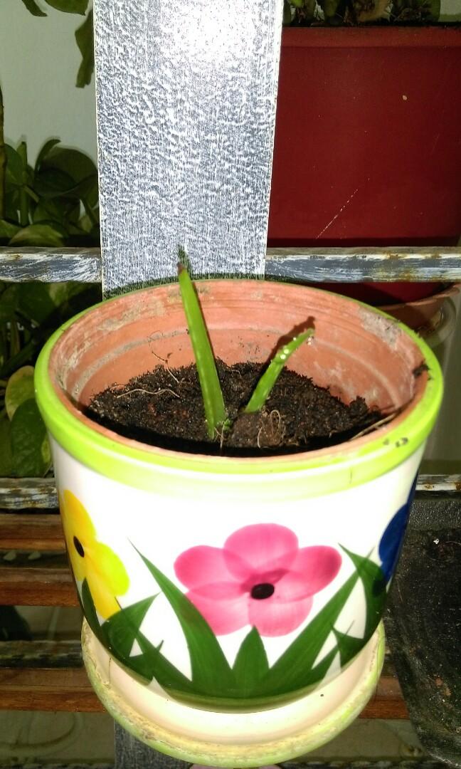 Big And Small Aloe Vera Plants Gardening Plants On Carousell
