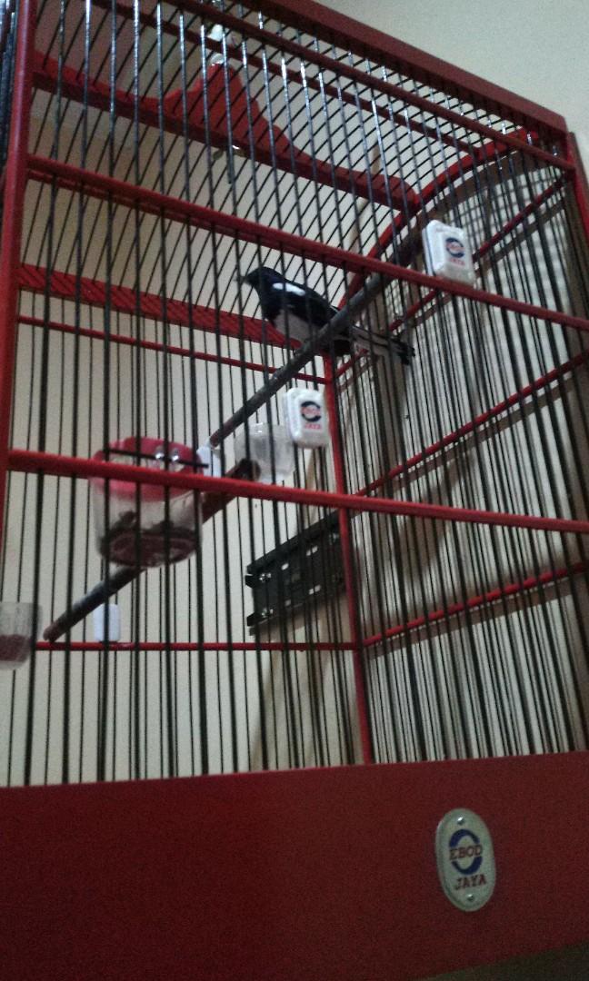 Bapau Kandang Burung Ebod No 1 Dan Isinya Burung Kacer Jabar Fs Perlengkapan Hewan Aksesoris Hewan Di Carousell