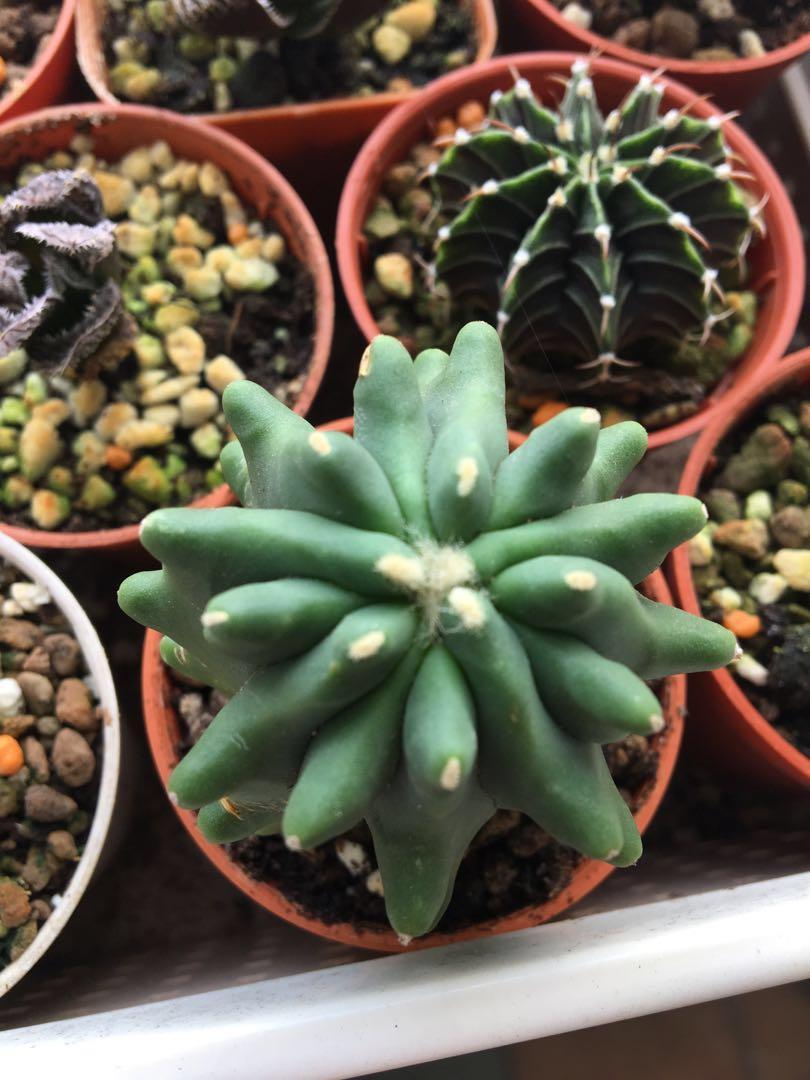 Ferocactus Glaucescens Inermis Gardening Plants On Carousell