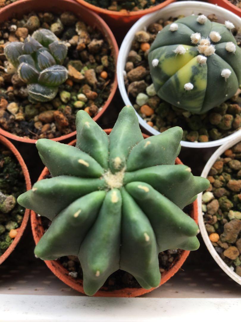 Ferocactus Glaucescens Inermis Gardening Plants On Carousell