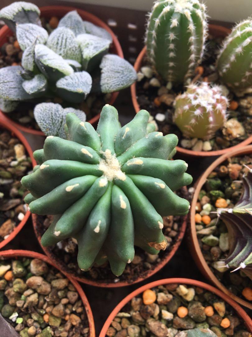 Ferocactus Glaucescens Inermis Gardening Plants On Carousell