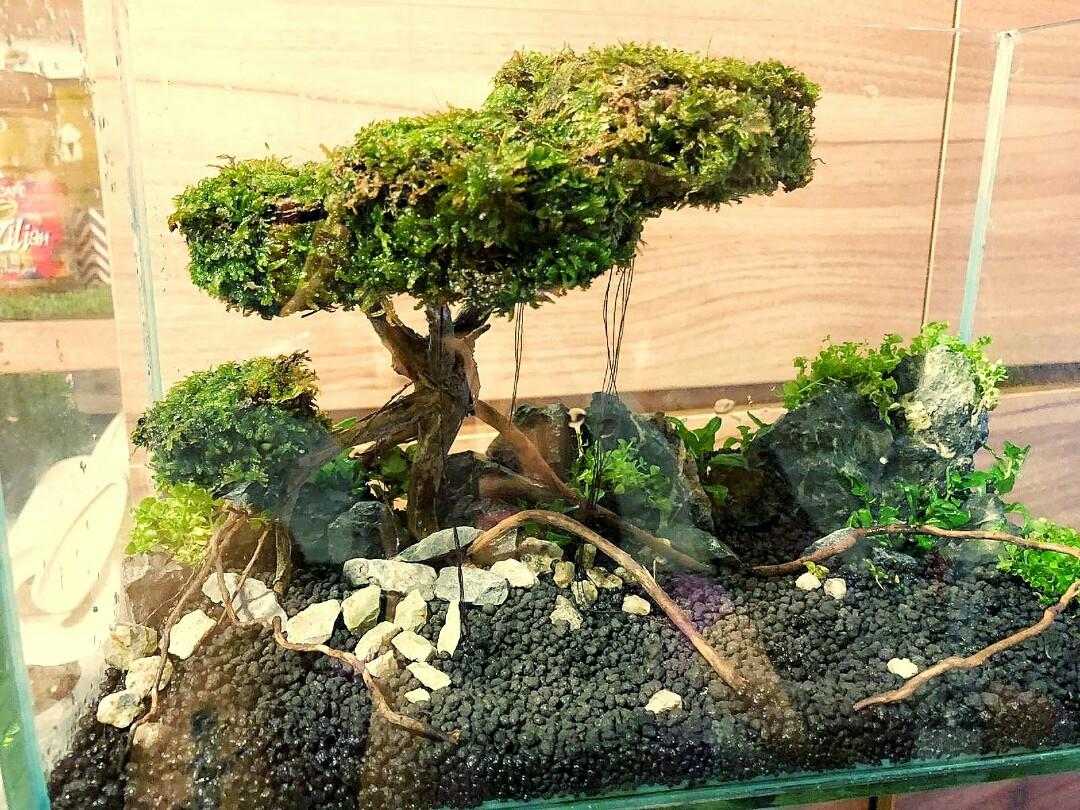 Aquascape Ideas Nano Aquascape Bonsai
