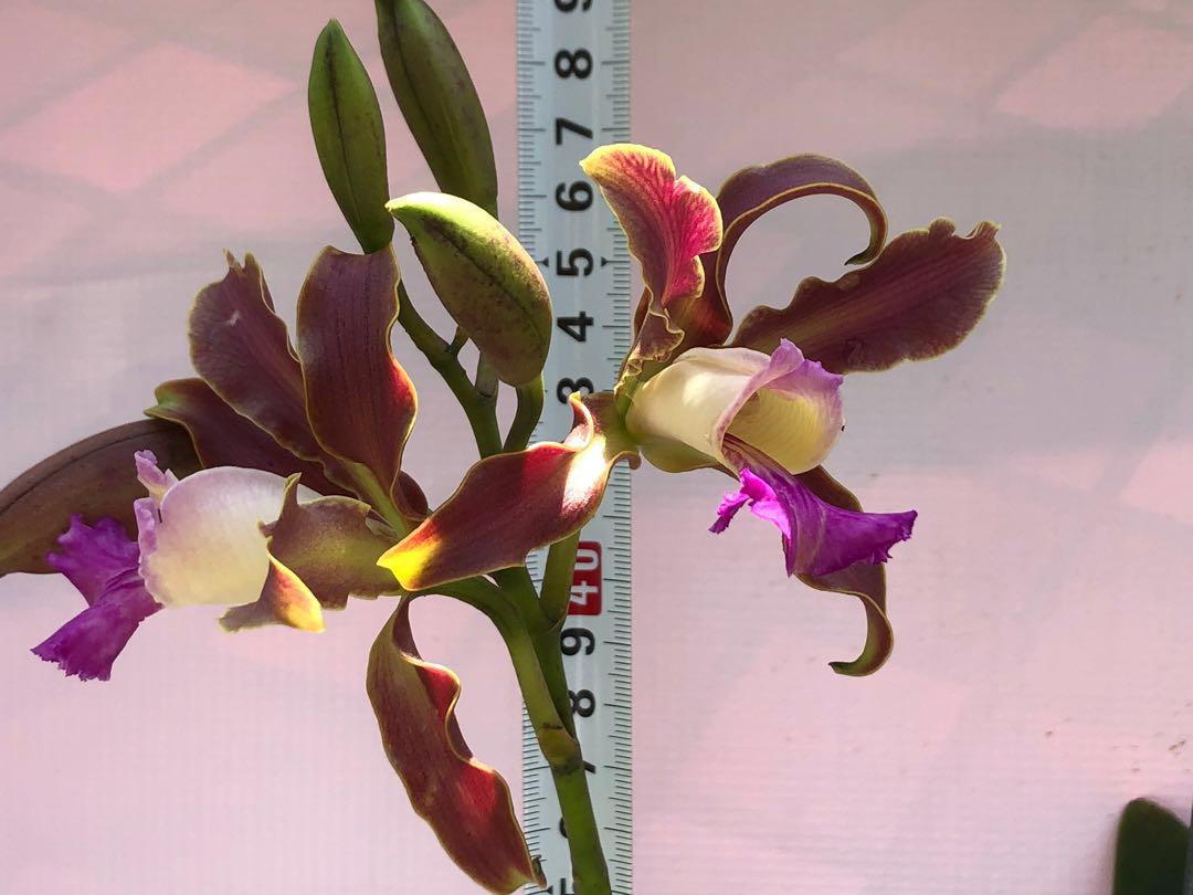 Schomburgkia thomsoniana x c. Intermedia ( 3 lips ), Gardening, Plants