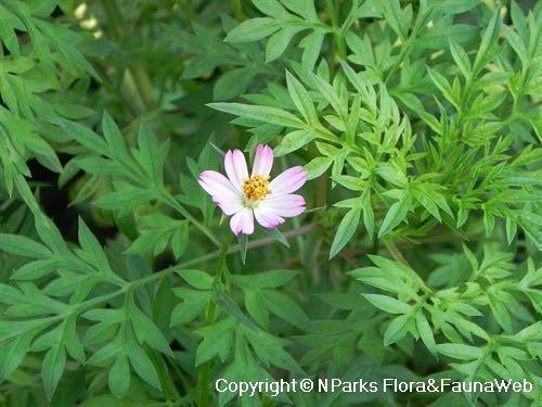 Ulam Raja Seeds Gardening Plants On Carousell