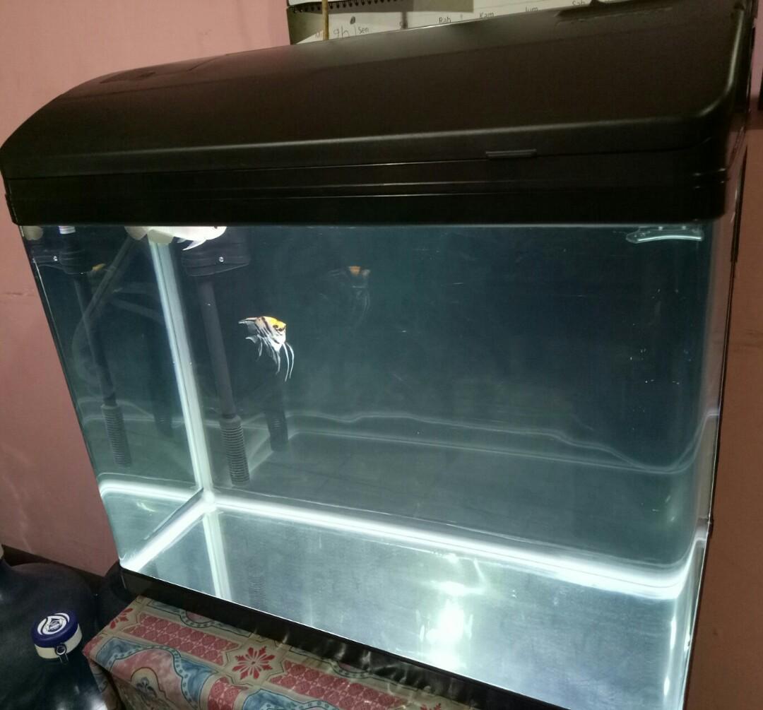 Borongan 1 Paket Aquarium Ikan Arwana Red Banjar Gardening On