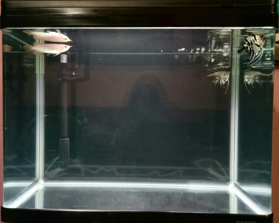 Borongan 1 Paket Aquarium Ikan Arwana Red Banjar Gardening On