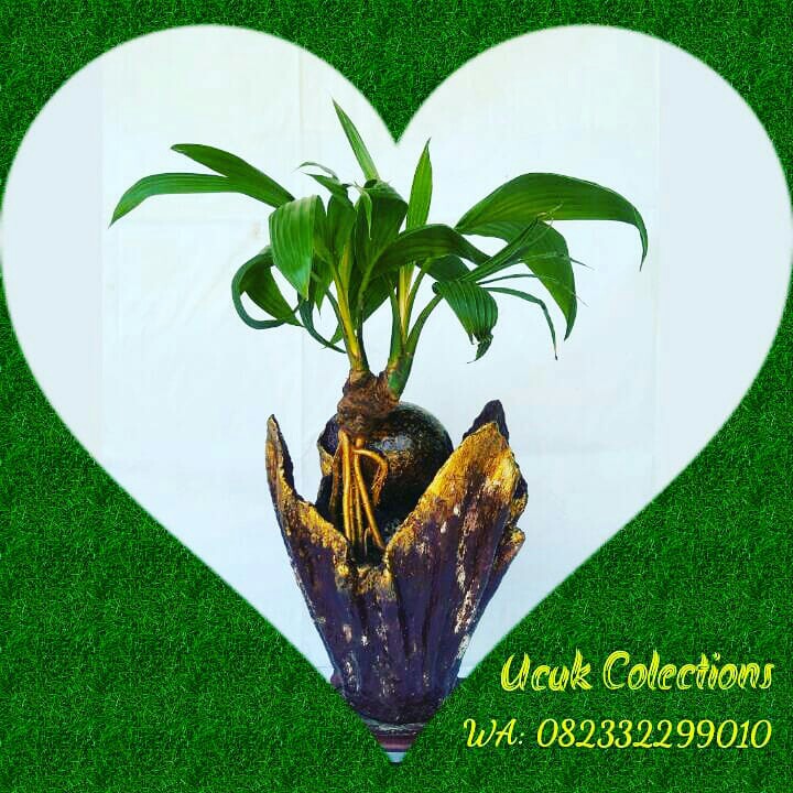 Bonsai Kelapa Cabang Dua Perkebunan Di Carousell