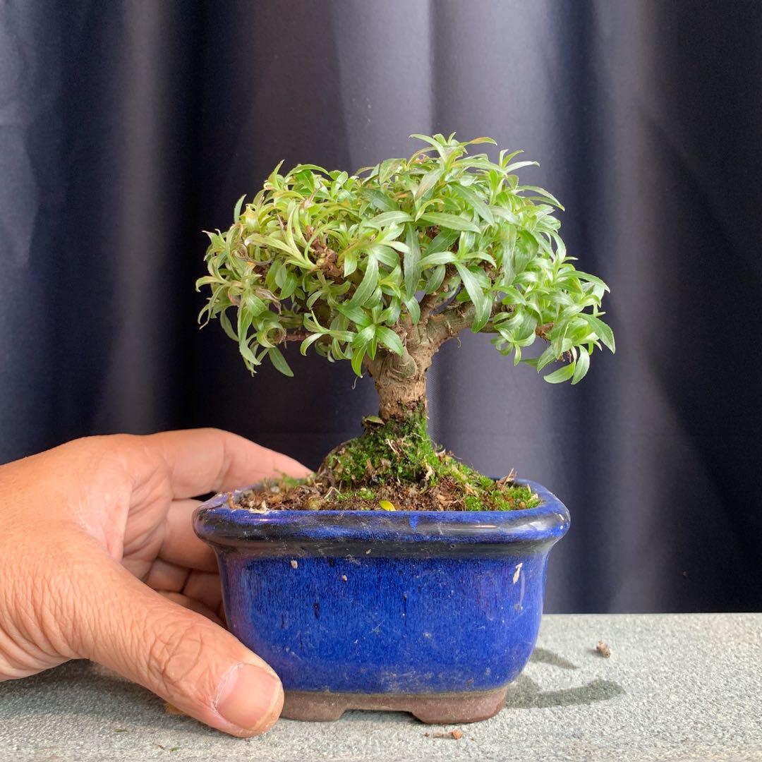 Japanese Pussy Willow Bonsai Furniture Home Living Gardening Plants Seeds On Carousell