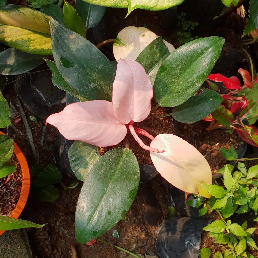 The Philodendron Pink Congo Scam Dish The Dirt Youtube
