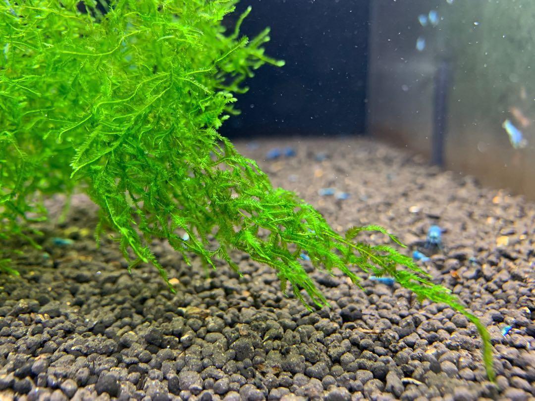 Java Moss (Starter Clump)-JM