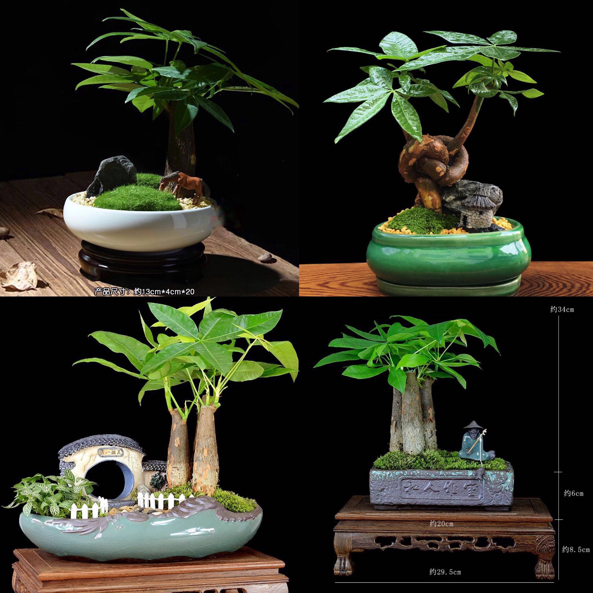 Bonsai Lucky Money Plant Pachira Fengshui Plants Good Luck Plants